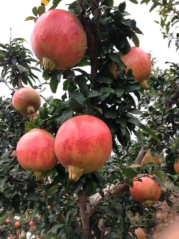 馋石榴的小伙伴在家养盆石榴树年年结果子好吃到流口水