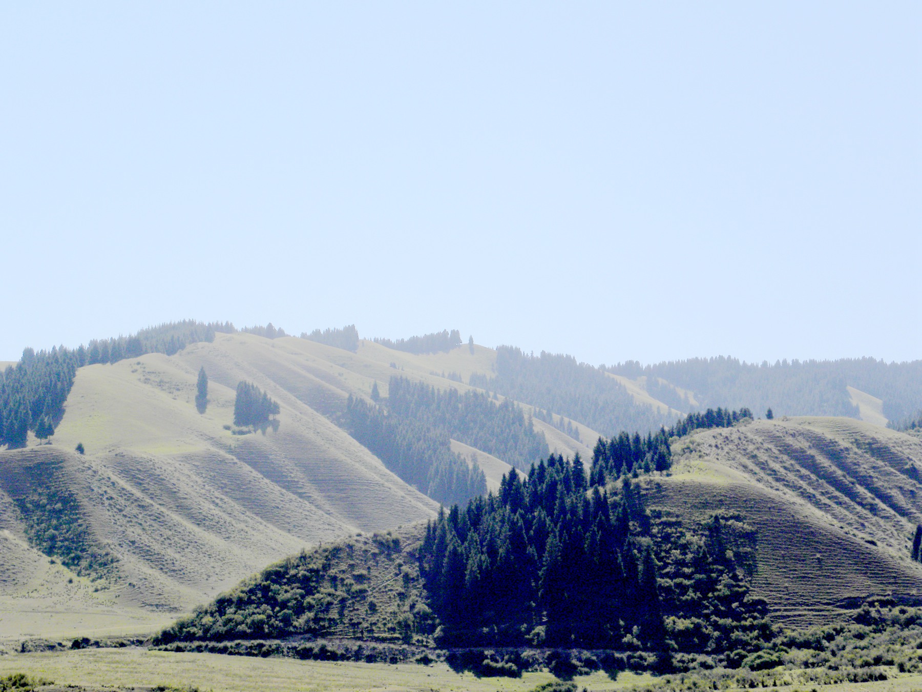 向阳坡蒸发量大,树木稀少