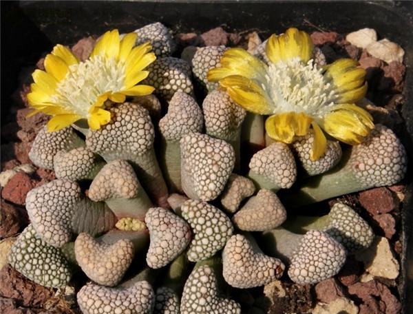 多肉家族中外貌让我丧失想象力的天女