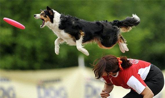 狗狗这些动作,看似简单,没想到竟藏着这么多"秘密"