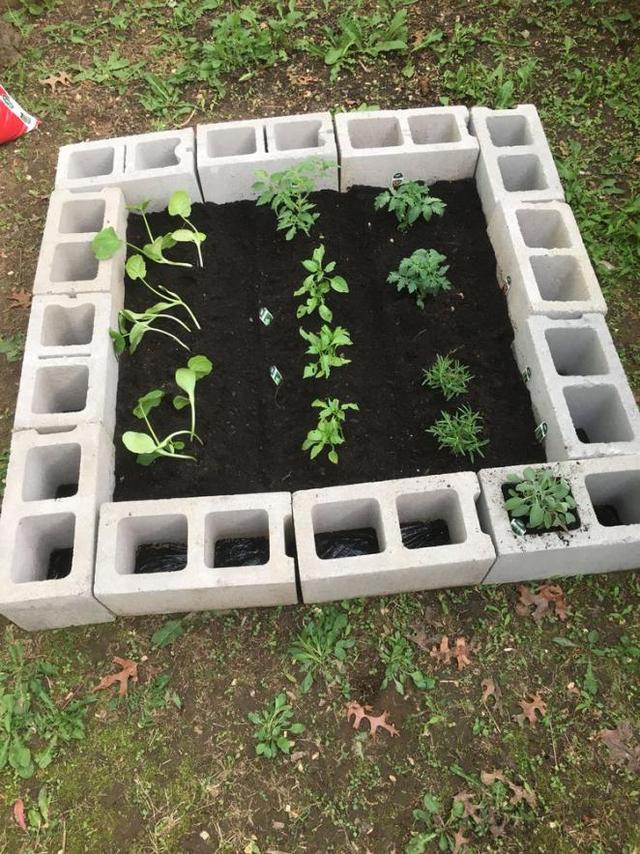 不知道大家有get到用空心砖在自家庭院种菜的种植技巧没?