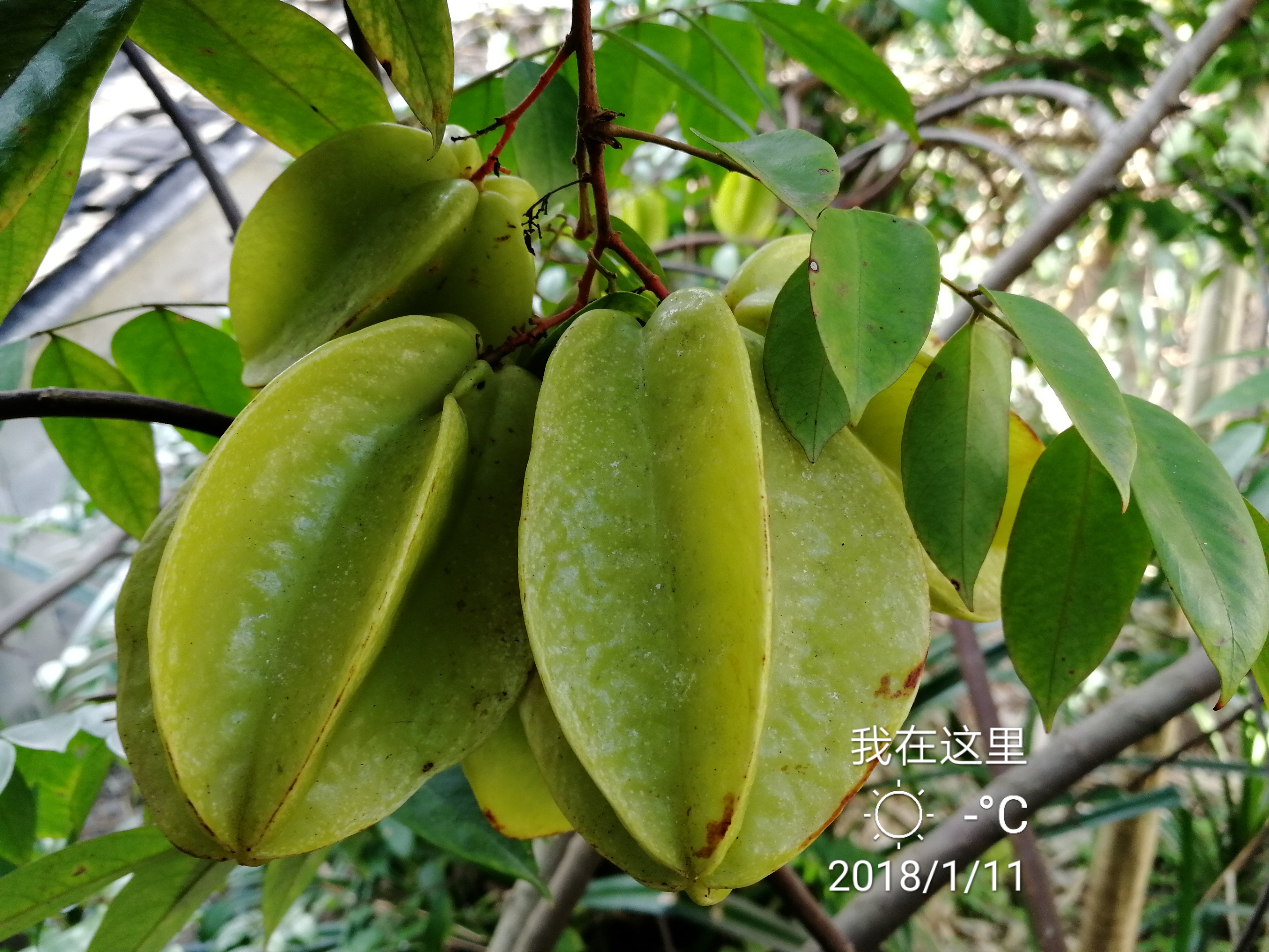 杨桃炭疽病危害不小这些防治方法要牢记