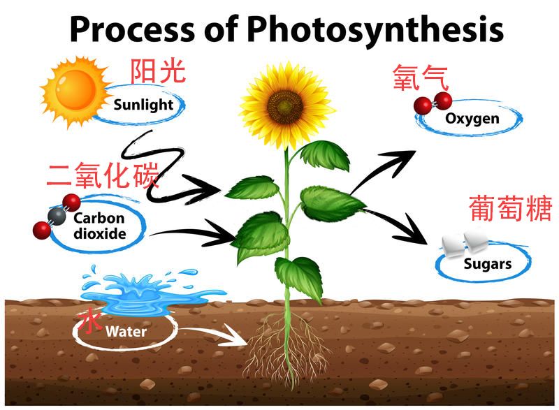 当这些二氧化碳排放到空气中后,会成为植物光合作用的原料,转化为葡萄