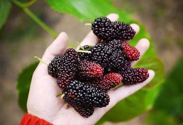 桑葚也是在春天的时