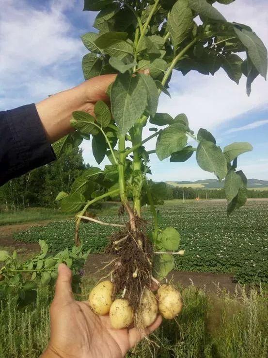 牙克石马铃薯成名记