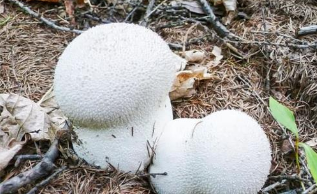 深山里才有的马屁包看起来像馒头吃起来是菇类你见过没