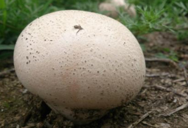 深山里才有的马屁包看起来像馒头吃起来是菇类你见过没