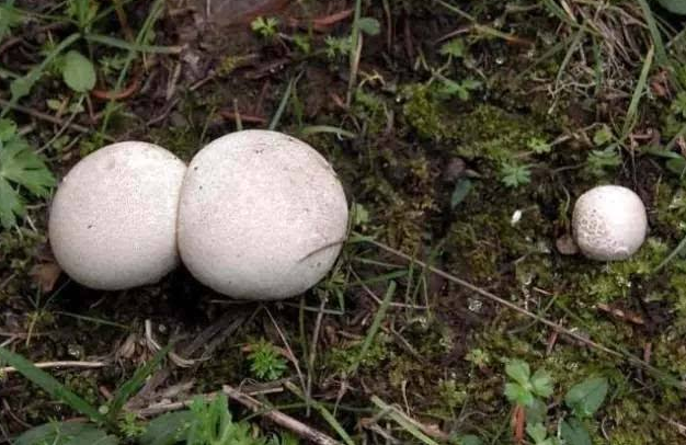 深山里才有的马屁包看起来像馒头吃起来是菇类你见过没