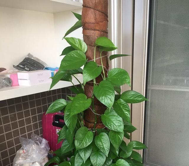 绿萝养成"绿萝柱",不费功夫,捆捆绑绑养成高大上