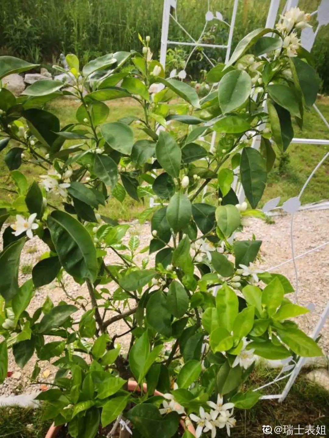 家里养盆它满树都是黄金果吉祥又如意