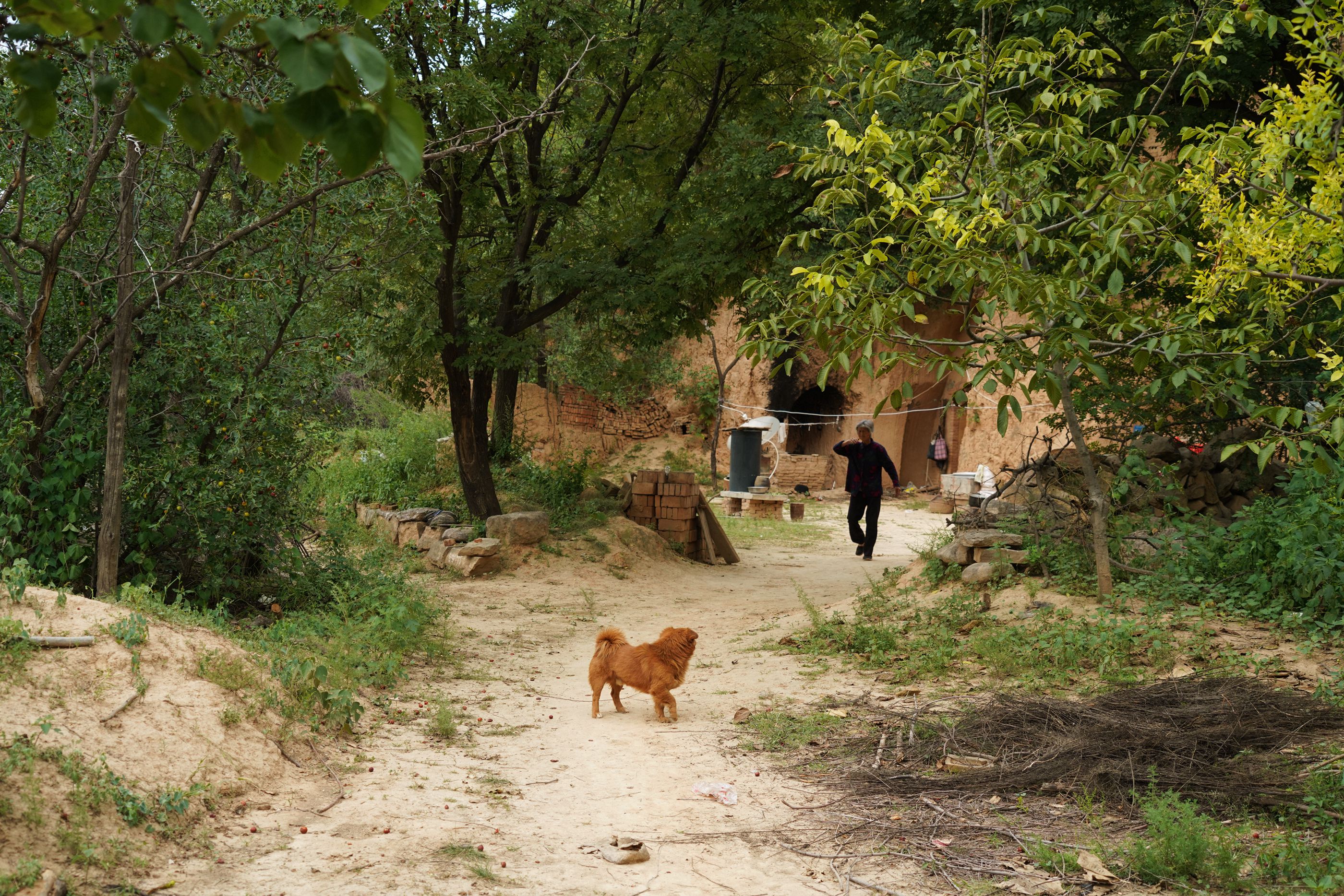 河南7旬农村大妈午饭极简,1碗蒸枣来待客,吃的人很暖心