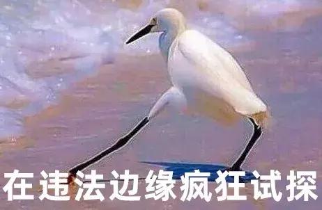 renomixmatenex哪款才是年底真旗舰