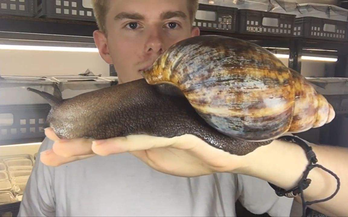 非洲大蜗牛巨型图片
