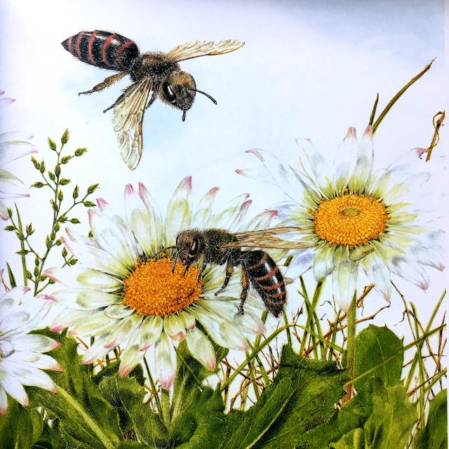 13张超写实插画植物与昆虫难得一遇的好作品画的太棒了