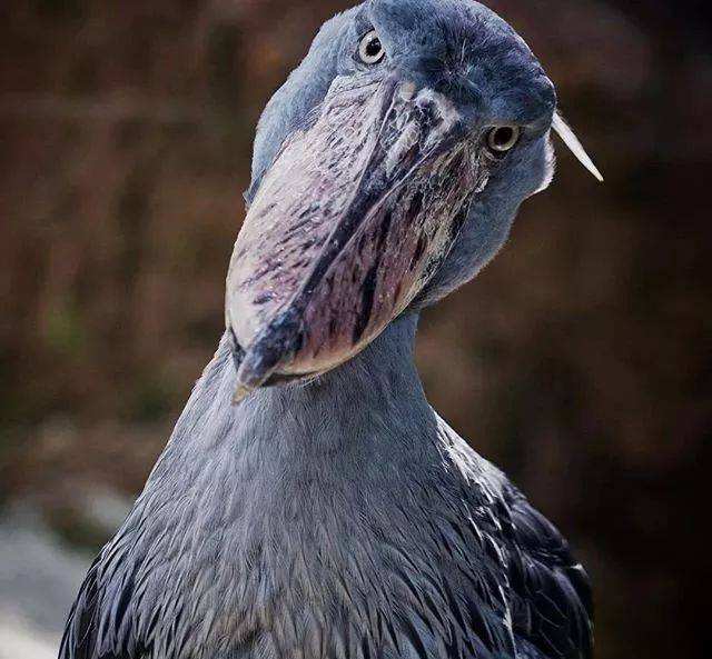 大自然的神奇那些奇怪的鸟呆萌怪异憨傻应有尽有