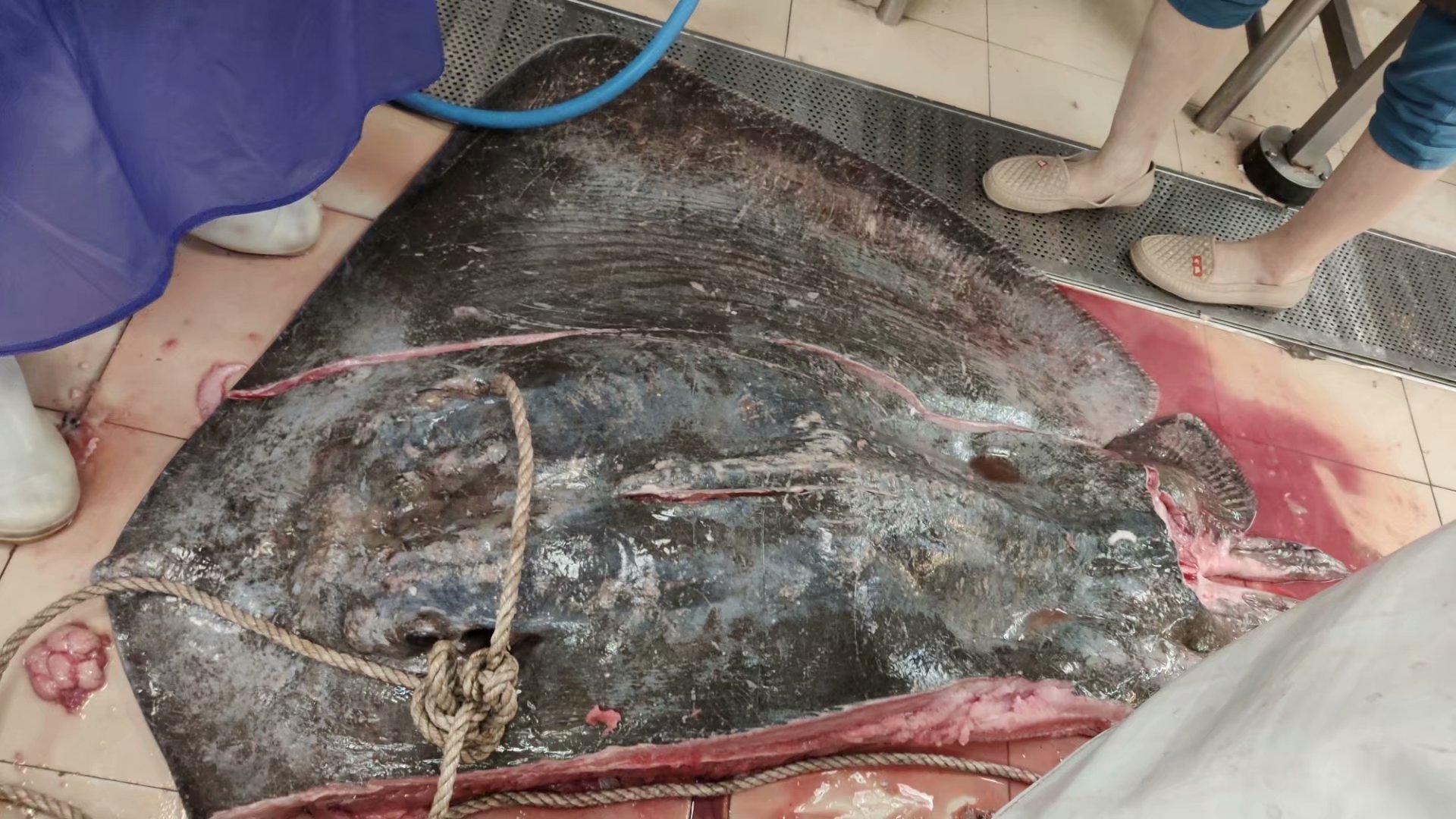 它是瑶鱼,个头很大,长得像是蝙蝠,也叫鱼蝙蝠,魔鬼鱼,来自深海,很多人