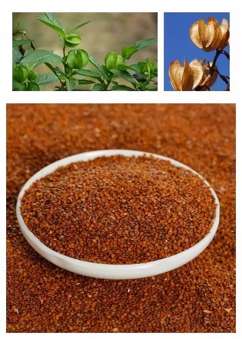 假酸浆及其种子(图片来自ppbc)