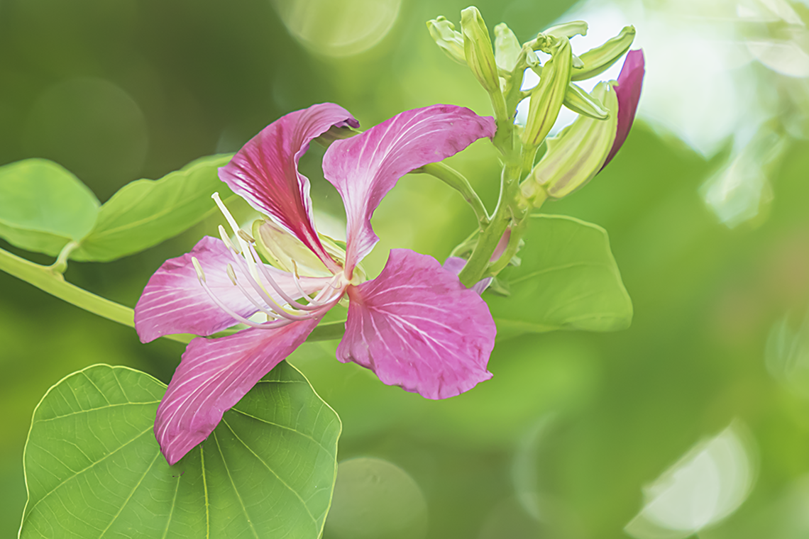 紫荊樹四季常青紫荊花鮮豔亮麗