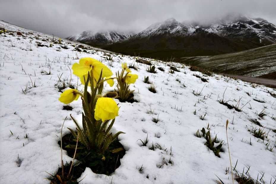 诗词写生丨黄花绿绒蒿滇西海拔三千到五千米高山上的世界奇花