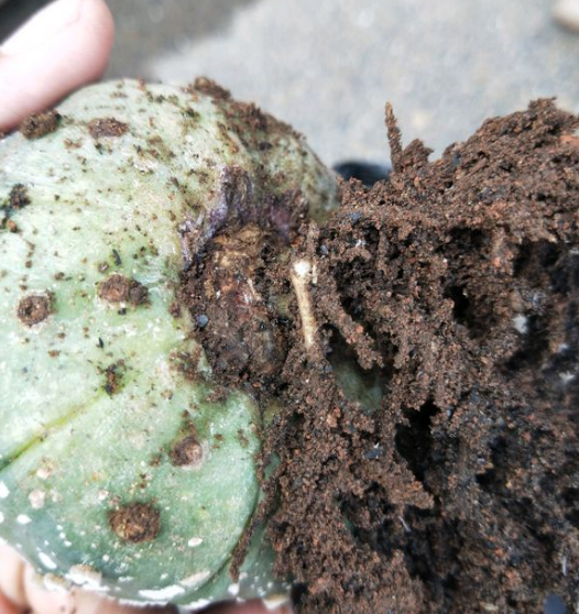 落地仙人球发根难怎么办用这2种方式一个月大白根蹭蹭长