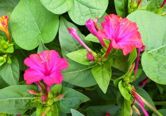 这几种花极具代表性只在晚上开花花色美艳花香味足耐看