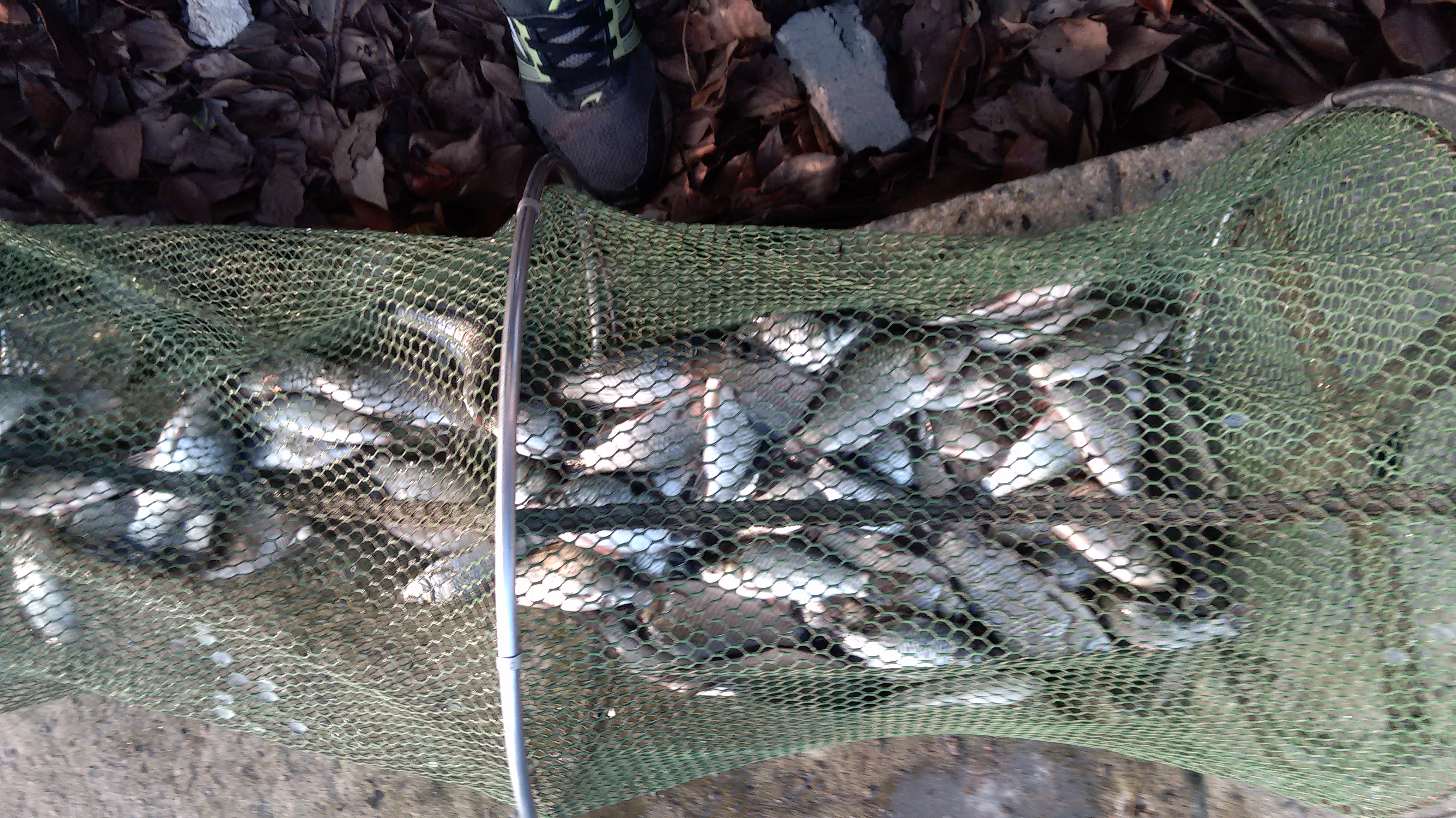 总说钓鱼要钓草,可是这个结果颠覆你的想象,再以貌取点就亏大了