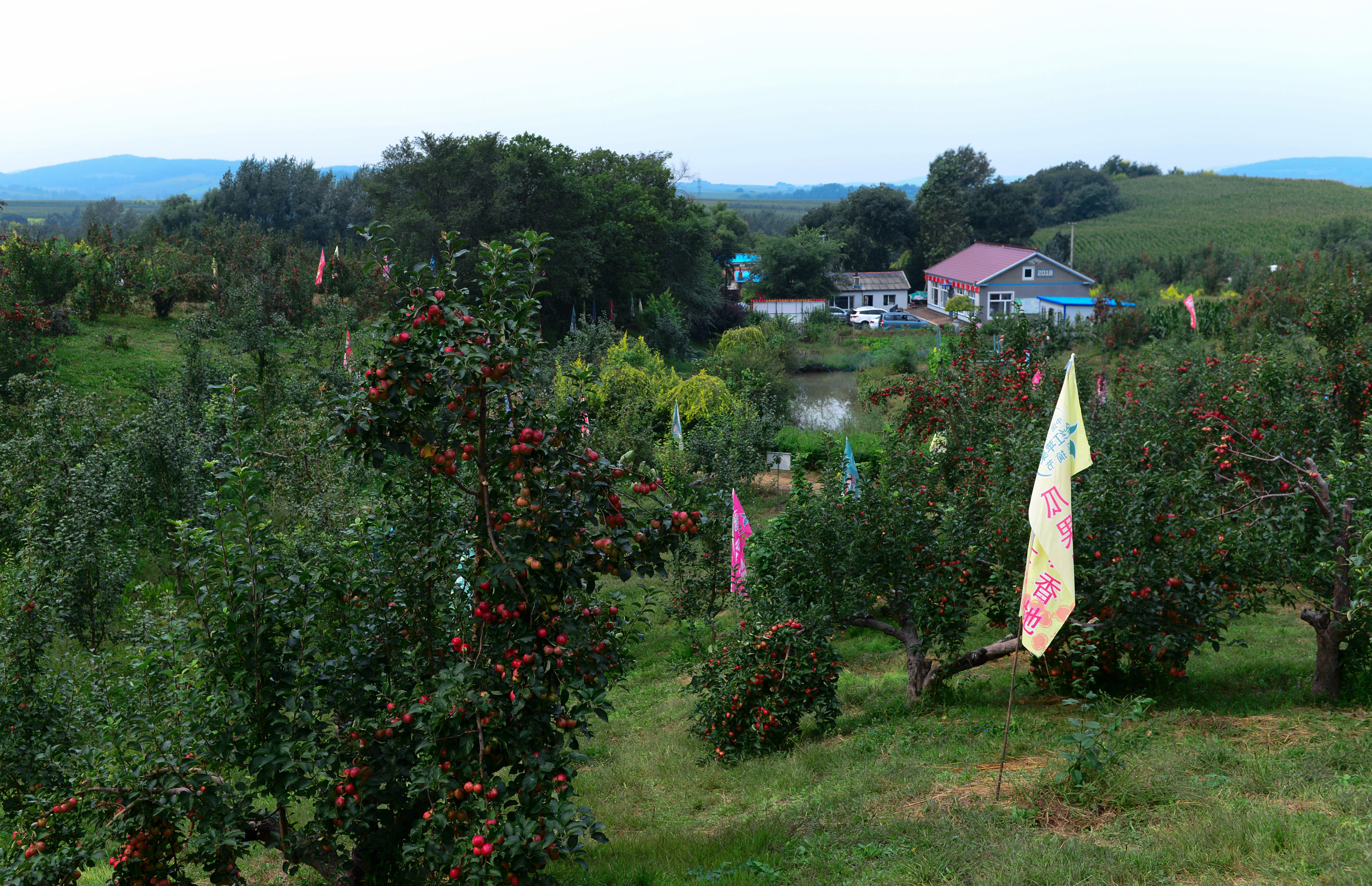 长春市九台区上河湾秋果丰收