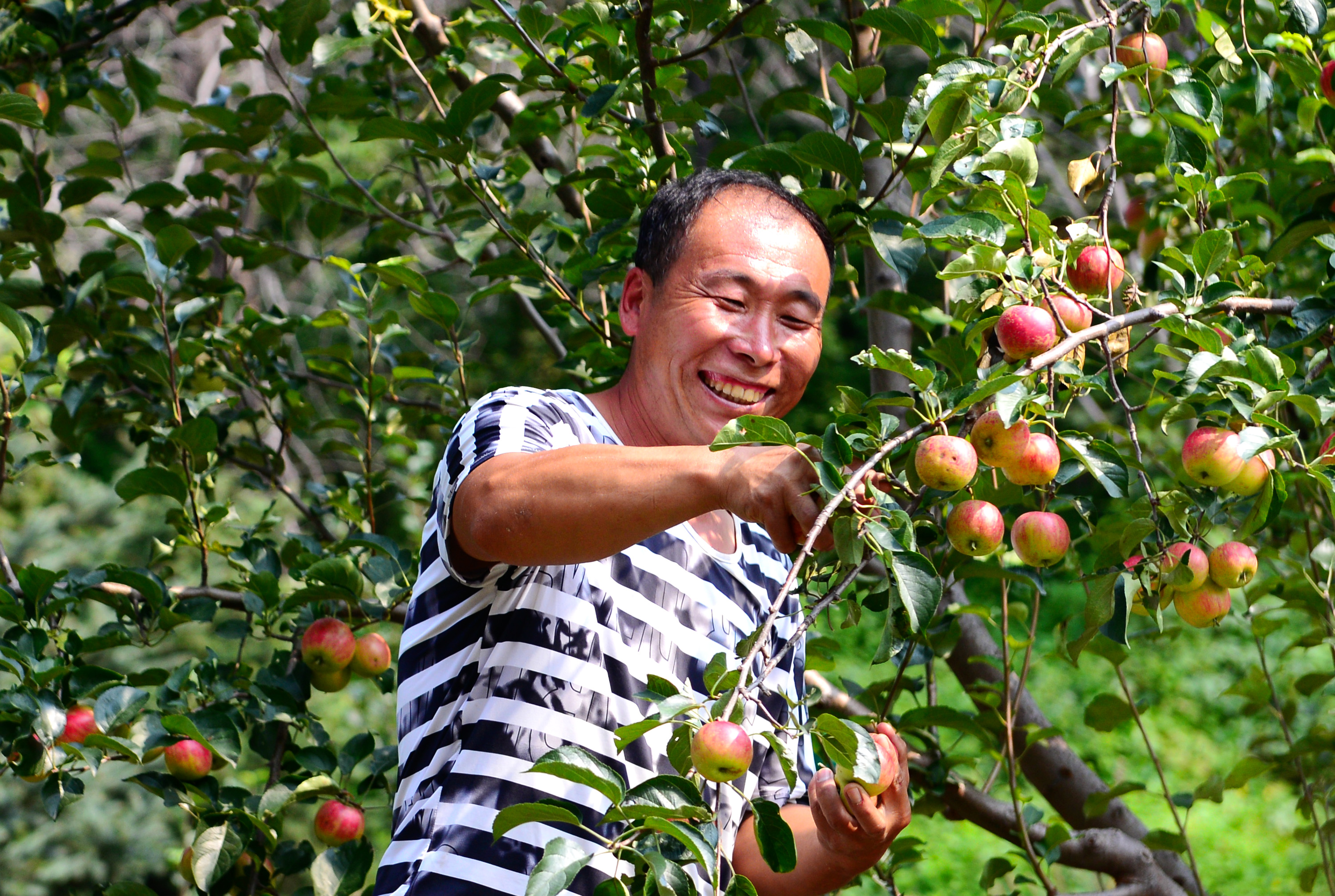 长春市九台区上河湾秋果丰收