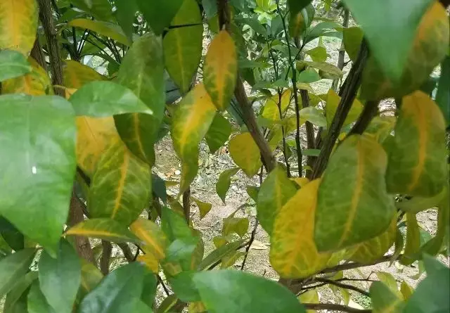 错把缺素当黄龙湘西种橙人误砍10亩柑橘树追悔莫及