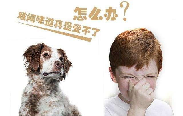 狗狗有"齿垢"口臭怎么办?教你6招,轻松解决狗狗口腔问题