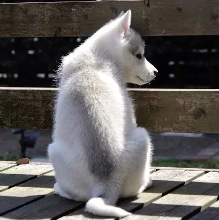 网友500买的哈士奇晒图求鉴定然而看到这狗的颜值