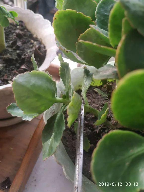 【养花大全】长寿花剪一刀喂点肥，花苞蹭蹭冒，叶子油绿又茂盛！