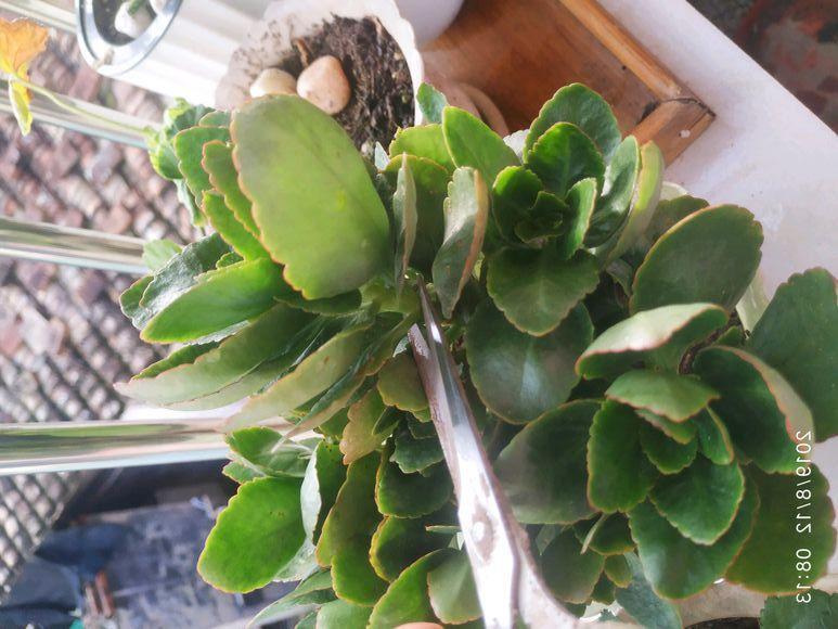【养花大全】长寿花剪一刀喂点肥，花苞蹭蹭冒，叶子油绿又茂盛！