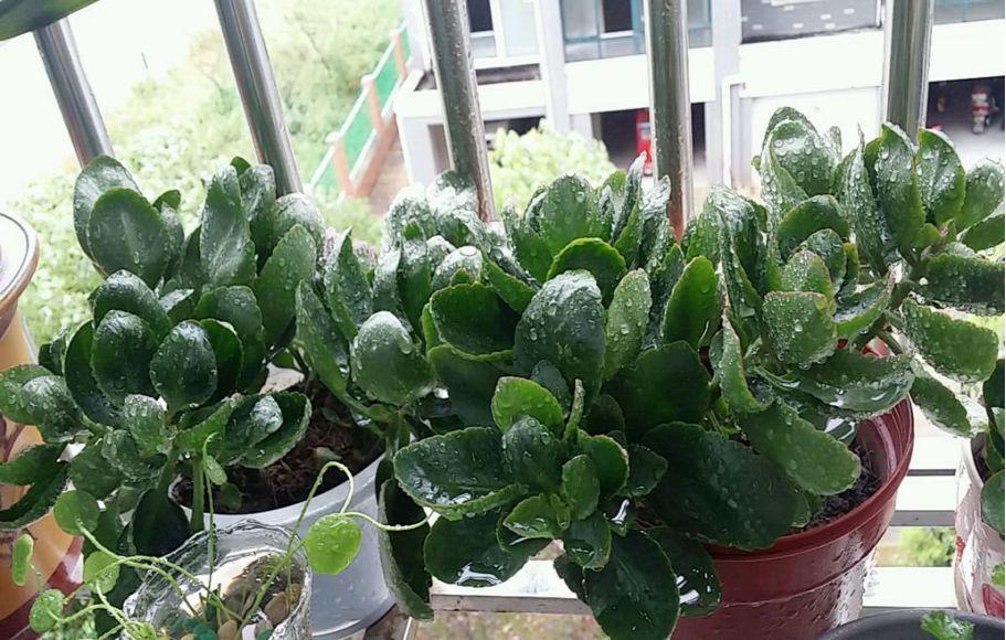 【养花大全】长寿花剪一刀喂点肥，花苞蹭蹭冒，叶子油绿又茂盛！