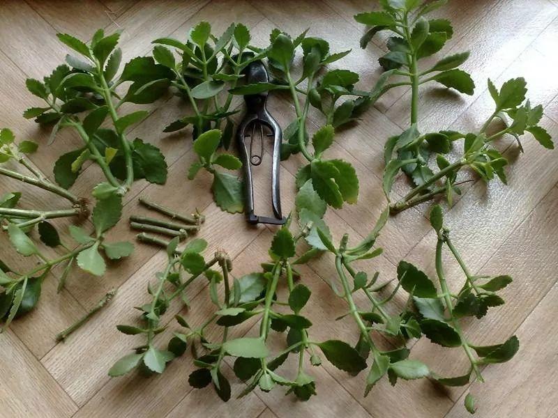 【养花大全】长寿花剪一刀喂点肥，花苞蹭蹭冒，叶子油绿又茂盛！