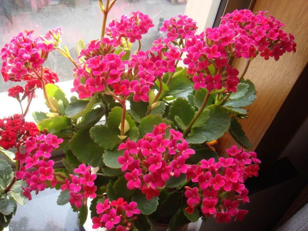 【养花大全】长寿花剪一刀喂点肥，花苞蹭蹭冒，叶子油绿又茂盛！