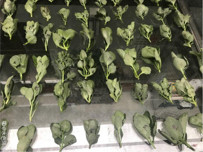 【养花大全】长寿花剪一刀喂点肥，花苞蹭蹭冒，叶子油绿又茂盛！
