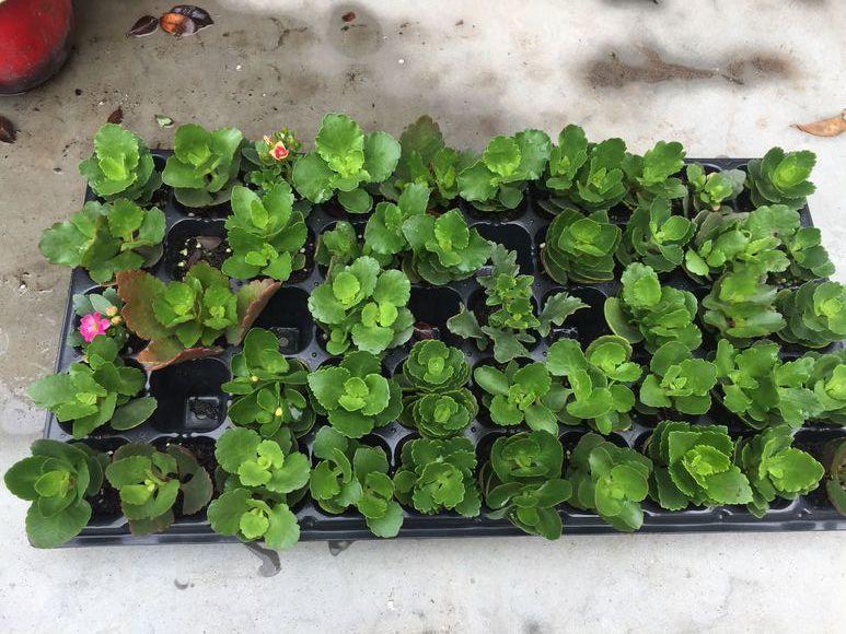 【养花大全】长寿花剪一刀喂点肥，花苞蹭蹭冒，叶子油绿又茂盛！