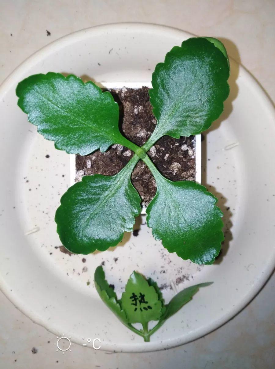【养花大全】长寿花剪一刀喂点肥，花苞蹭蹭冒，叶子油绿又茂盛！