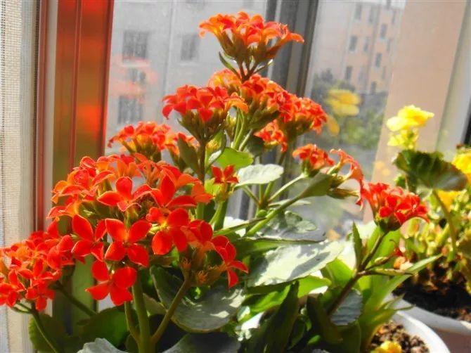 【养花大全】长寿花剪一刀喂点肥，花苞蹭蹭冒，叶子油绿又茂盛！