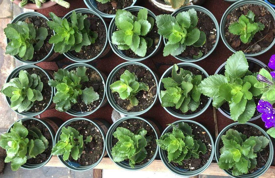 【养花大全】长寿花剪一刀喂点肥，花苞蹭蹭冒，叶子油绿又茂盛！