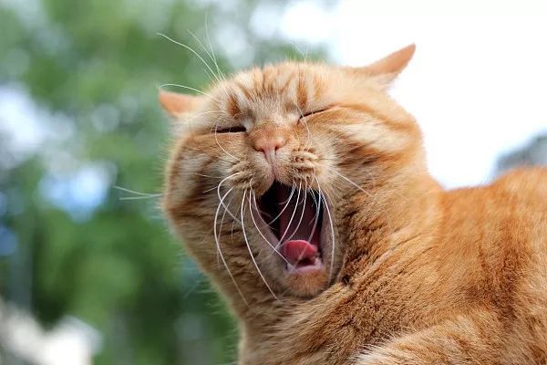 网友们抓拍的猫咪打哈欠瞬间,第一张我就笑得停不下来了