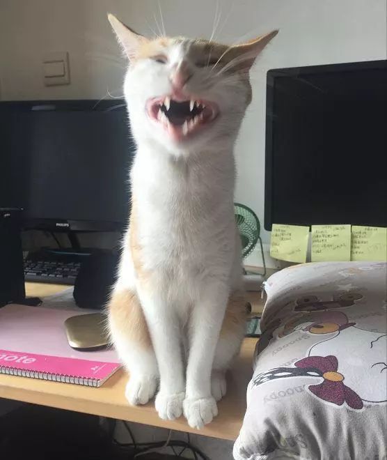 我的妈呀 被最后这只笑醒了哈哈哈哈 猫咪知道自己打哈欠那么萌吗?