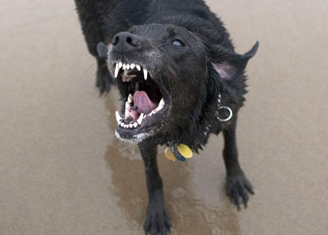 拉布拉多再温顺但是在这5个情况下也会咬人