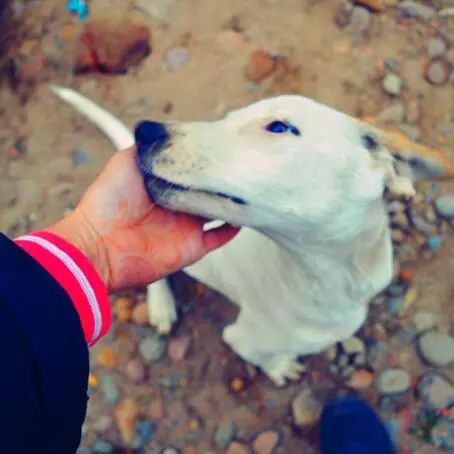 狗与爱的世界@“如果，你愿意靠近我……”