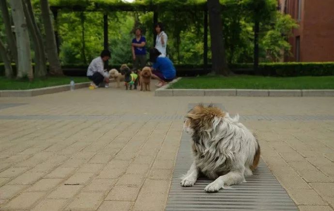 狗与爱的世界@“如果，你愿意靠近我……”