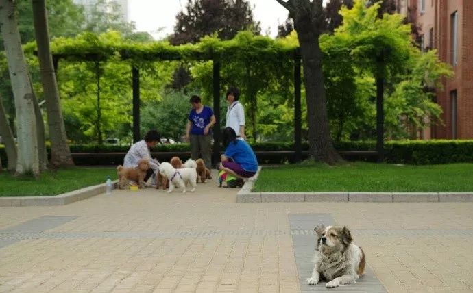 狗与爱的世界@“如果，你愿意靠近我……”