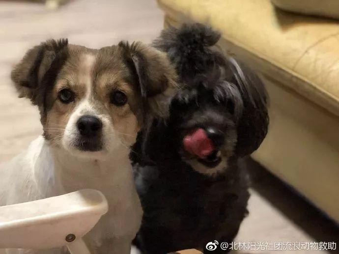 狗与爱的世界@“如果，你愿意靠近我……”