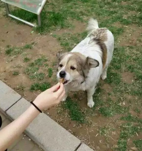 狗与爱的世界@“如果，你愿意靠近我……”