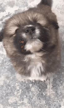 狗与爱的世界@“如果，你愿意靠近我……”